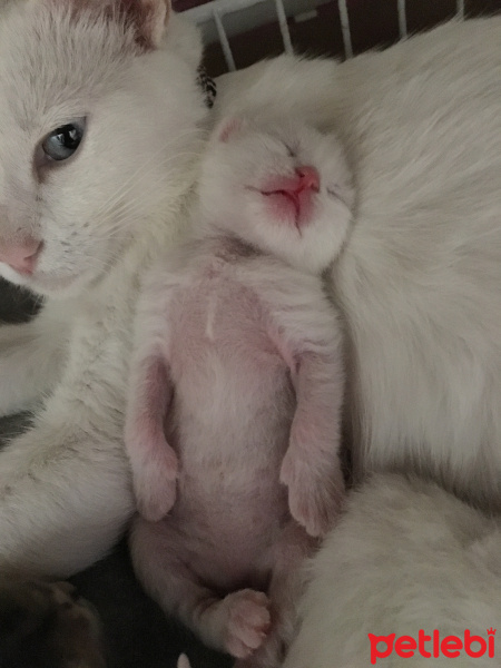 Van Kedisi, Kedi  kanjigar fotoğrafı