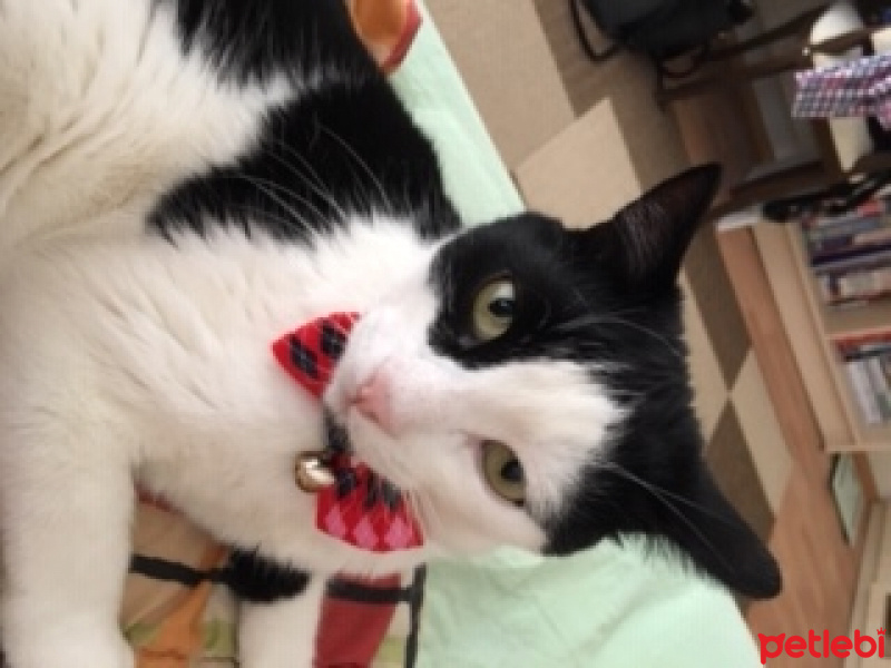 Tuxedo (Smokin) Kedi, Kedi  ŞANSLI fotoğrafı
