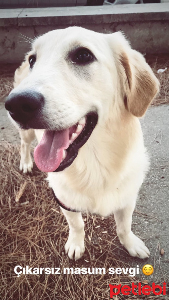 Golden Retriever, Köpek  Molly fotoğrafı