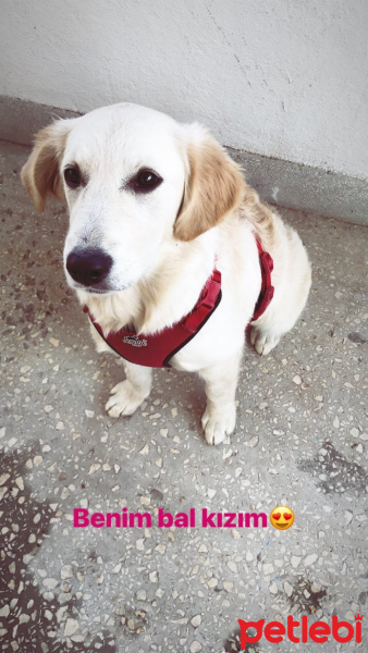 Golden Retriever, Köpek  Molly fotoğrafı