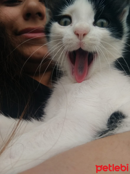 Tekir Kedi, Kedi  Pablo Miço fotoğrafı
