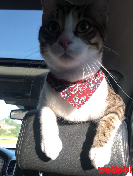 Tekir Kedi, Kedi  Mirkelam fotoğrafı