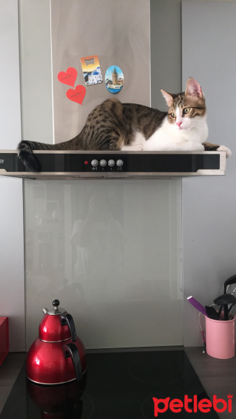 Tekir Kedi, Kedi  Mirkelam fotoğrafı