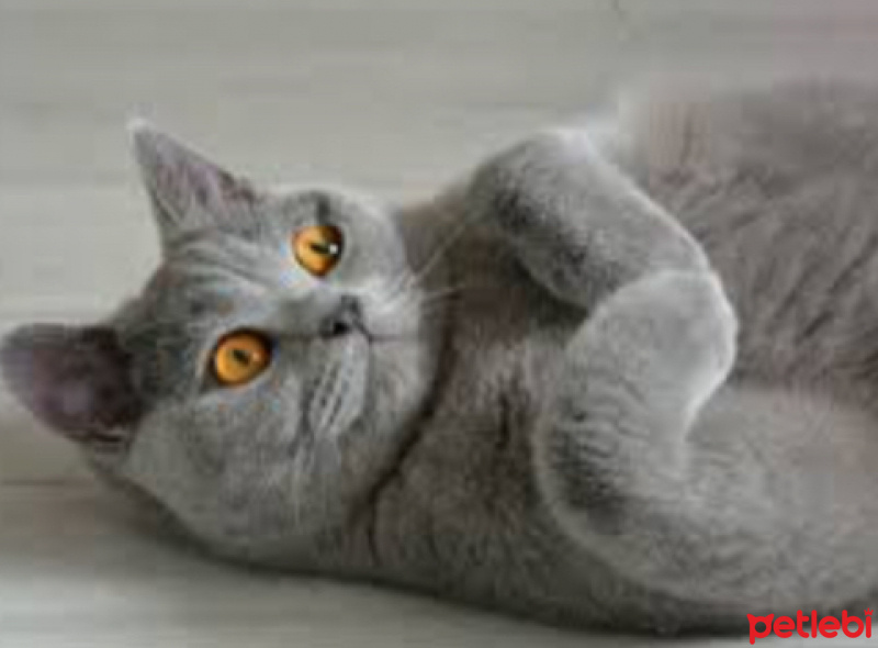 British Shorthair, Kedi  Kabul olur fotoğrafı