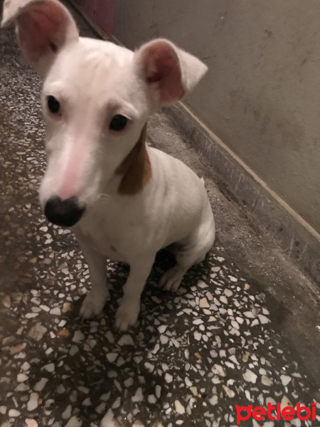 Jack Russell Terrier, Köpek  Puffy fotoğrafı
