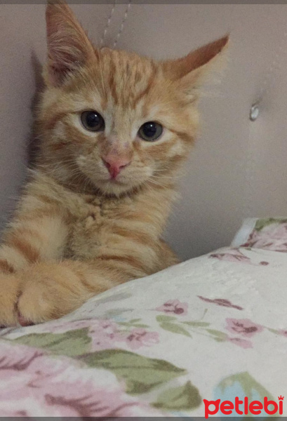 Sarman, Kedi  Venüs fotoğrafı