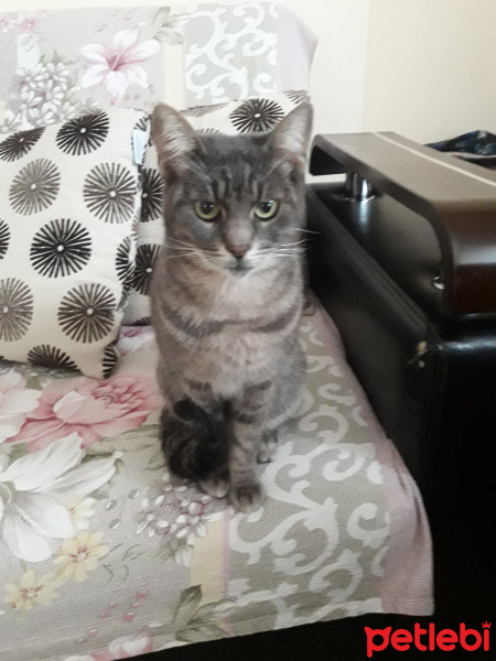 Tekir Kedi, Kedi  Bıdık fotoğrafı
