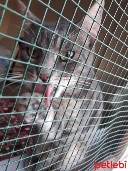 Tekir Kedi, Kedi  Bıdık fotoğrafı
