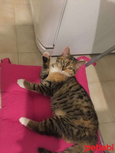 Tekir Kedi, Kedi  Minik fotoğrafı