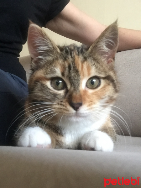 Tekir Kedi, Kedi  Minik fotoğrafı