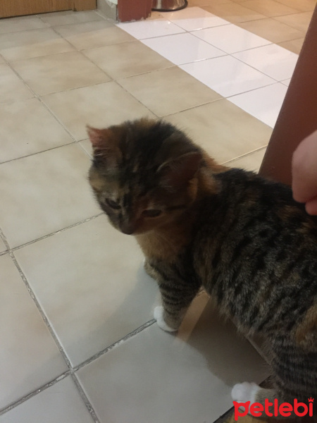 Tekir Kedi, Kedi  Minik fotoğrafı