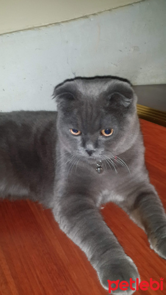 Scottish Fold, Kedi  Gölge fotoğrafı