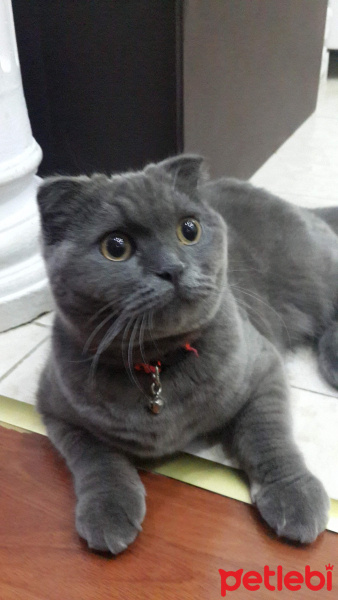 Scottish Fold, Kedi  Gölge fotoğrafı