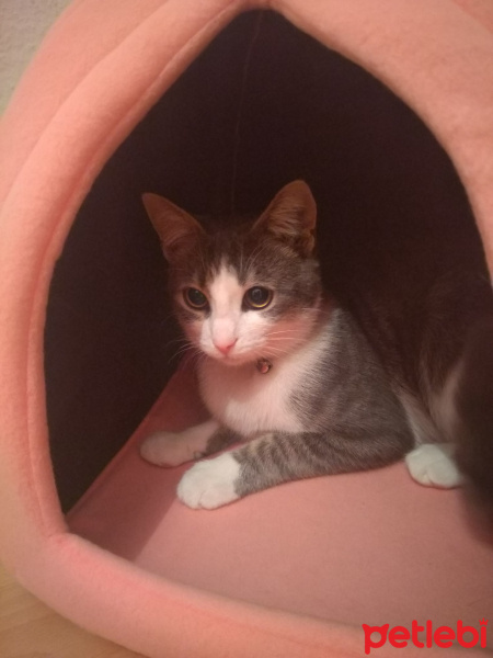 Tekir Kedi, Kedi  Gümüş fotoğrafı