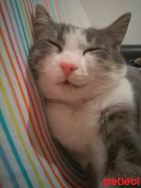 Tekir Kedi, Kedi  Gümüş fotoğrafı