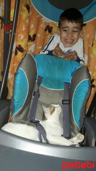 Soke, Kedi  Sütlaç fotoğrafı