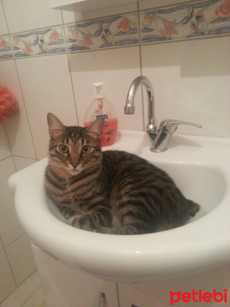 Tekir Kedi, Kedi  Şero fotoğrafı