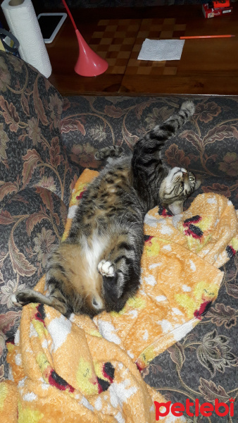Tekir Kedi, Kedi  Şero fotoğrafı