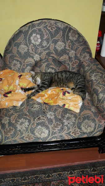 Tekir Kedi, Kedi  Şero fotoğrafı