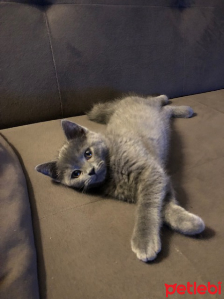 Mavi Rus, Kedi  TONİK fotoğrafı