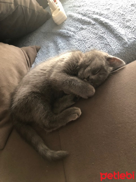 Mavi Rus, Kedi  TONİK fotoğrafı