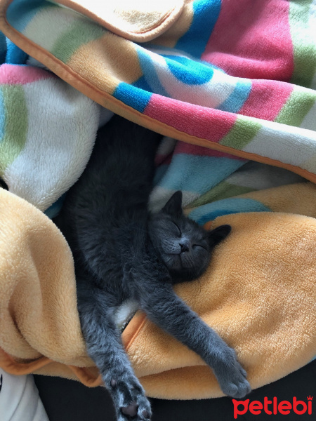 Mavi Rus, Kedi  TONİK fotoğrafı