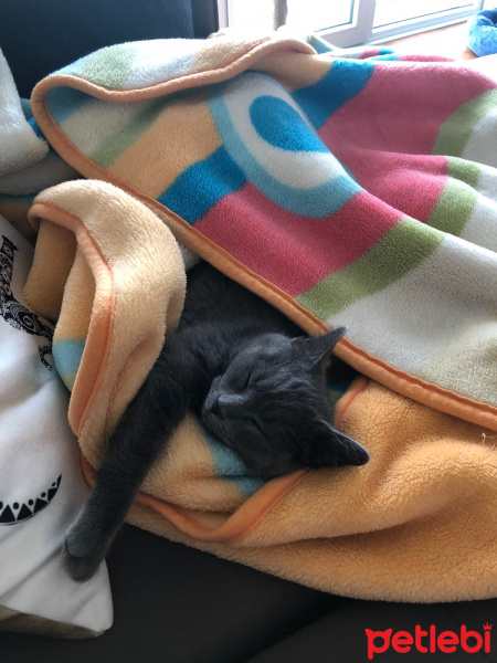 Mavi Rus, Kedi  TONİK fotoğrafı