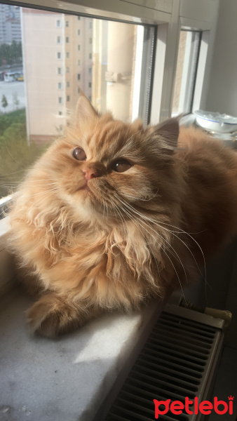 İran Kedisi (Persian), Kedi  Yumak fotoğrafı
