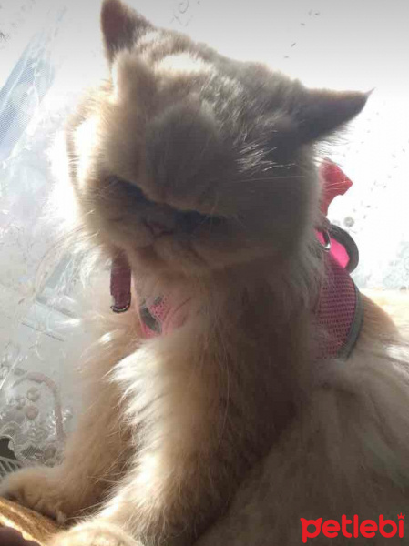 İran Kedisi (Persian), Kedi  Alice fotoğrafı