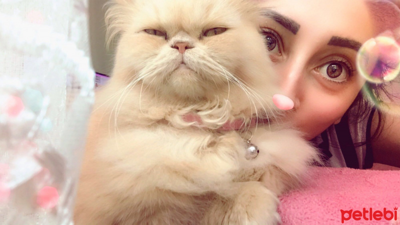 İran Kedisi (Persian), Kedi  Alice fotoğrafı