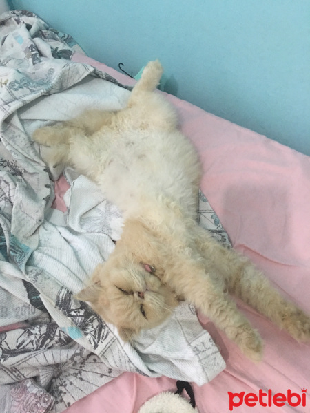 İran Kedisi (Persian), Kedi  Alice fotoğrafı
