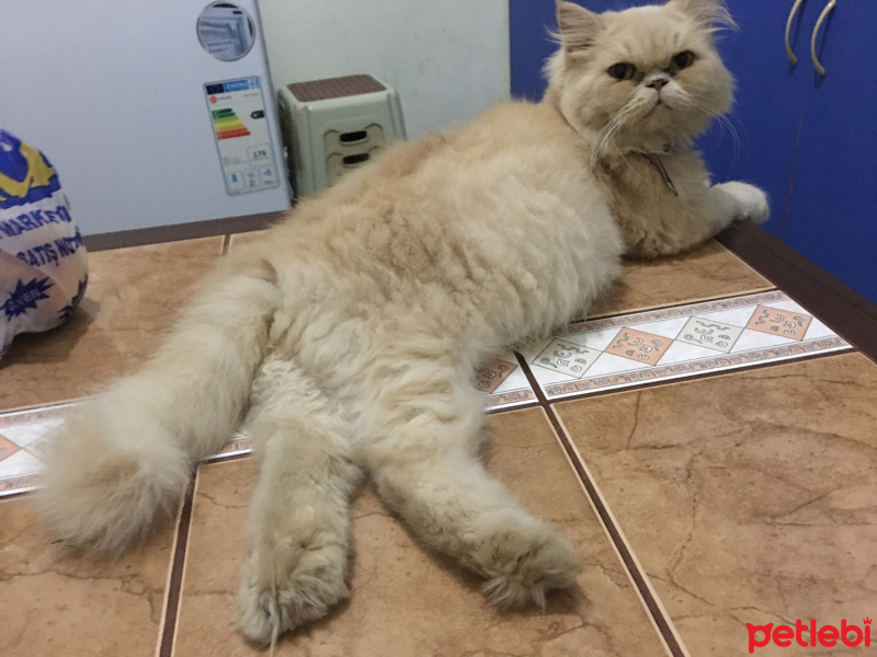 İran Kedisi (Persian), Kedi  Alice fotoğrafı
