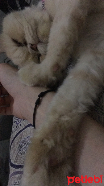 İran Kedisi (Persian), Kedi  Alice fotoğrafı
