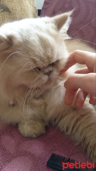 İran Kedisi (Persian), Kedi  Alice fotoğrafı