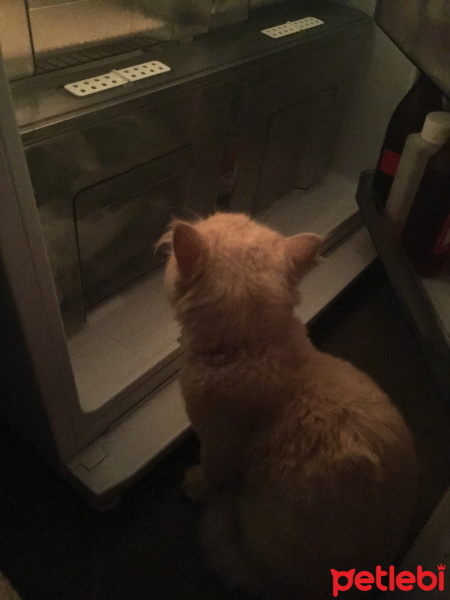 İran Kedisi (Persian), Kedi  Alice fotoğrafı