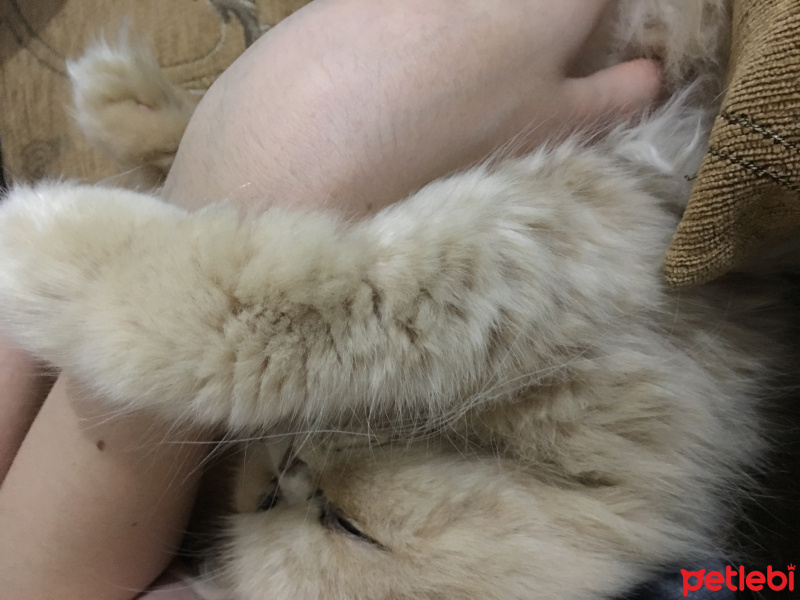 İran Kedisi (Persian), Kedi  Alice fotoğrafı