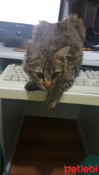 Tekir Kedi, Kedi  Gandalf fotoğrafı