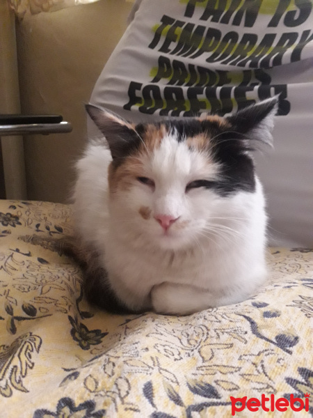 Ankara Kedisi, Kedi  Pamuk fotoğrafı