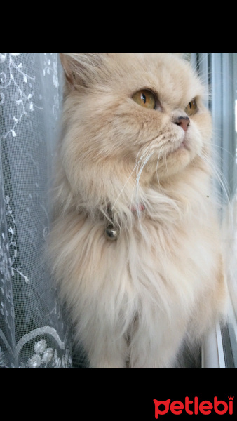 İran Kedisi (Persian), Kedi  Alice fotoğrafı