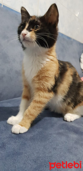 Tekir Kedi, Kedi  Damla fotoğrafı