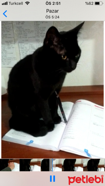 Bombay, Kedi  Gece fotoğrafı