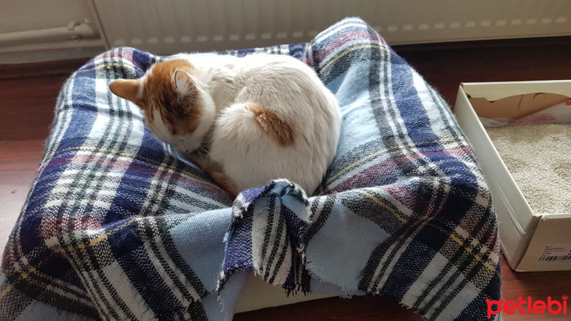 Ankara Kedisi, Kedi  Pakize fotoğrafı