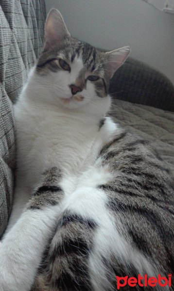 Tekir Kedi, Kedi  Dombili fotoğrafı