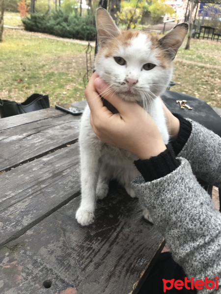 Ankara Kedisi, Kedi  Pakize fotoğrafı