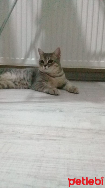British Shorthair, Kedi  pufi fotoğrafı