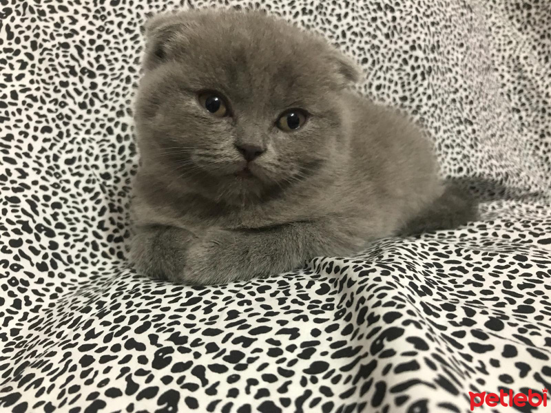 Scottish Fold, Kedi  scotish fold fotoğrafı