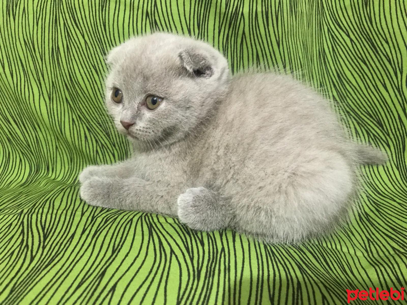 Scottish Fold, Kedi  scotish fold fotoğrafı