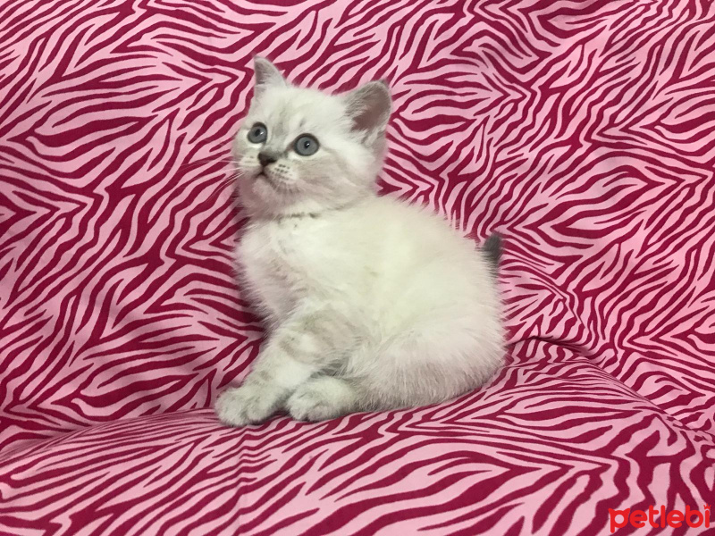 Scottish Fold, Kedi  scotish fold fotoğrafı