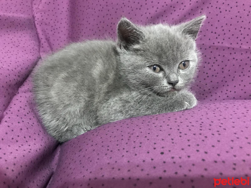 Scottish Fold, Kedi  scotish fold fotoğrafı