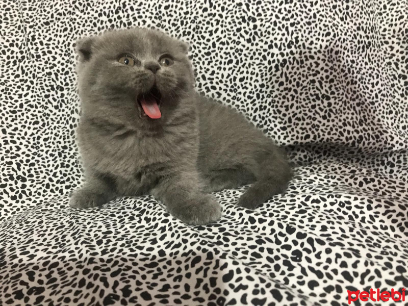 Scottish Fold, Kedi  scotish fold fotoğrafı